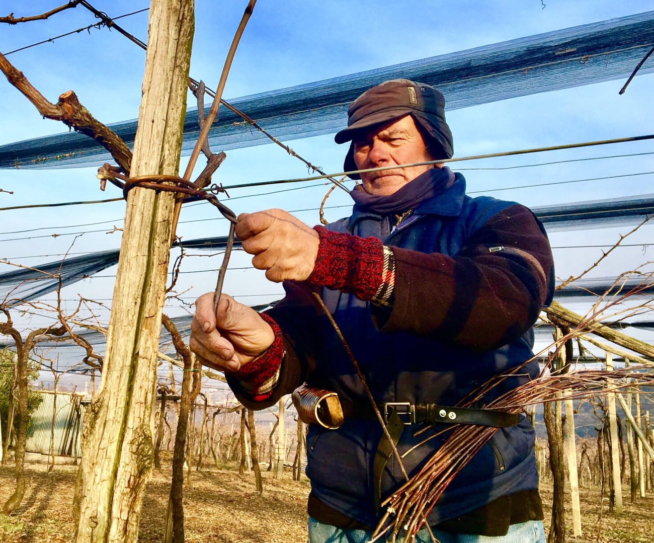 Soave Migliore gestione della Denominazione con studio fertilità delle gemme 1