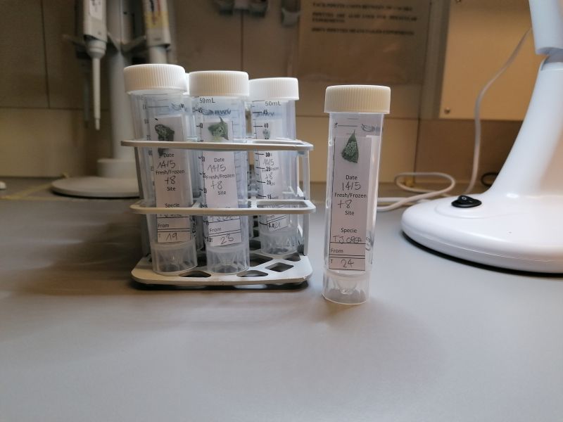 Trentino ore contate per la cimice asiatica dai laboratori Mach arriva la vespa samurai 3