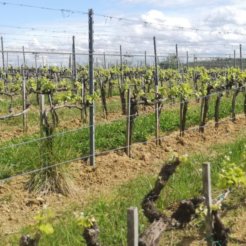 Vignaioli europei la Cevi contro le misure Ue Uno sputo nellocchio dei viticoltori