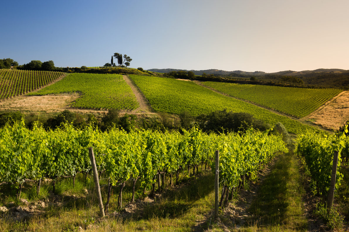 Piccini chiama Cotarella risponde la nuova linea Collezione Oro firmata dal numero uno degli enologi 1