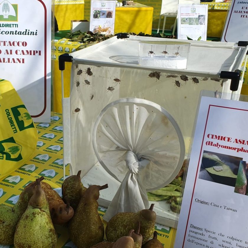 cimice asiatica Coldiretti 1