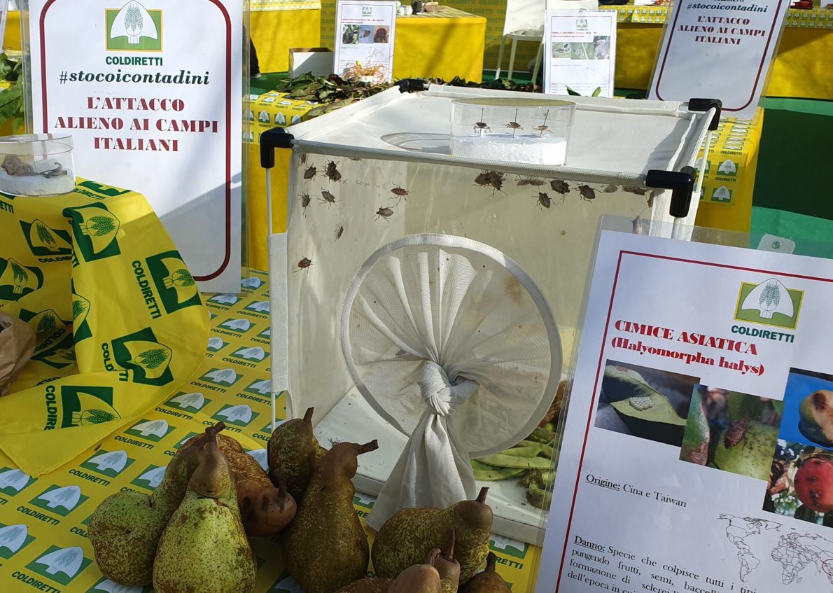 cimice asiatica Coldiretti 1