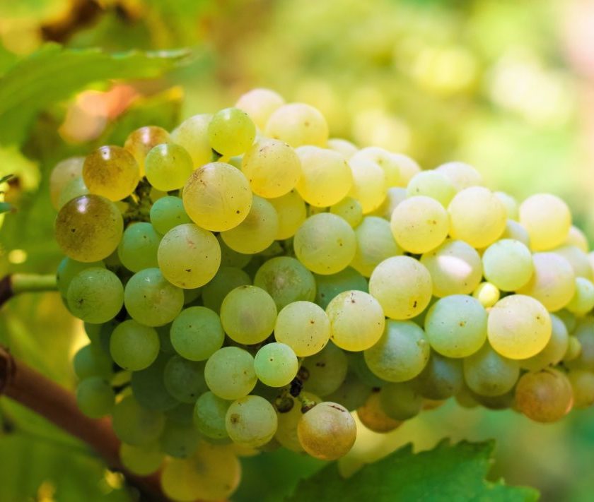 uva durella spumanti Consorzio del Lessini Durello