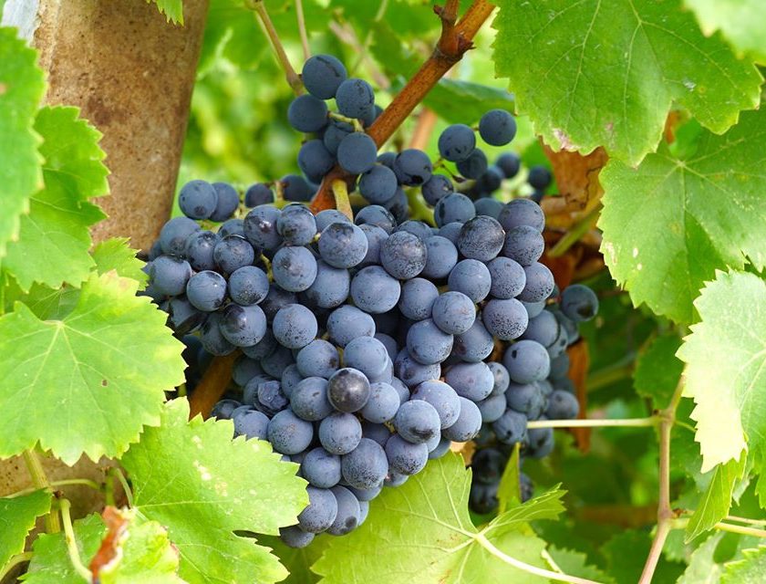 Assoenologi, a Conegliano il 79° Congresso nazionale tra mercati, giovani e nuove sfide del vino Cotarella guida la carica di Assoenologi Giù le mani dal Cannonau della Sardegna 2