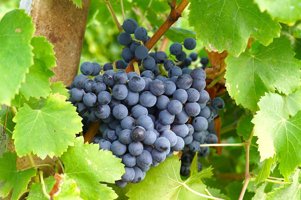 Assoenologi, a Conegliano il 79° Congresso nazionale tra mercati, giovani e nuove sfide del vino Cotarella guida la carica di Assoenologi Giù le mani dal Cannonau della Sardegna 2