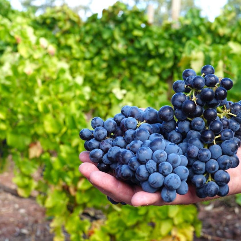 Cotarella guida la carica di Assoenologi Giù le mani dal Cannonau della Sardegna 3