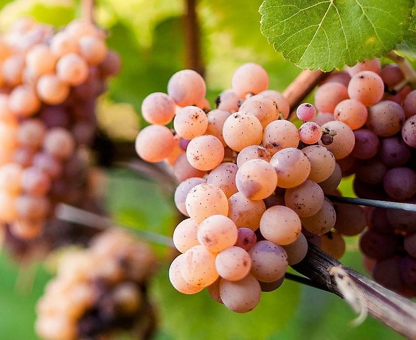 Covid 19 in Alto Adige giù le rese del vigneto. Ritoccati anche Pinot Grigio e Schiava 1