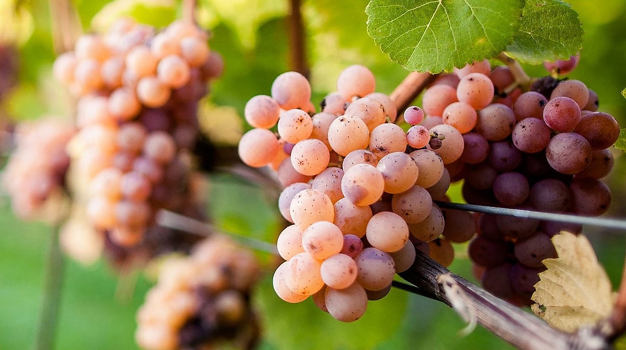 Covid 19 in Alto Adige giù le rese del vigneto. Ritoccati anche Pinot Grigio e Schiava 1