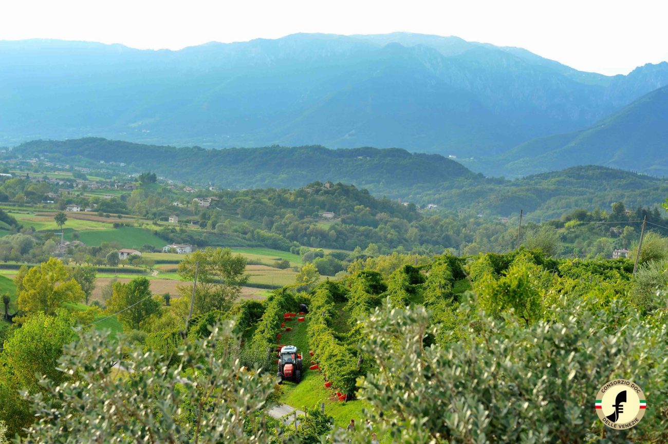 Doc delle Venezie arriva l’iscrizione nel Registro Europeo 2