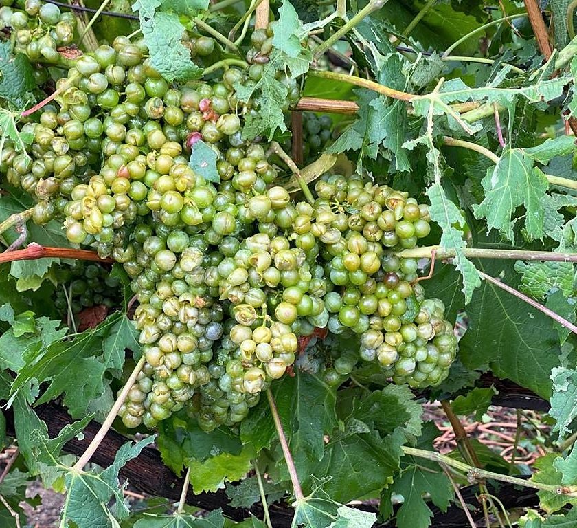 Grandine in Valtellina mitragliata la Chiavennasca Danni fino all80 1