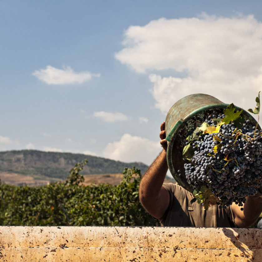Iniziata in Italia la vendemmia 2020 Sicilia in pole con il Pinot Grigio 2