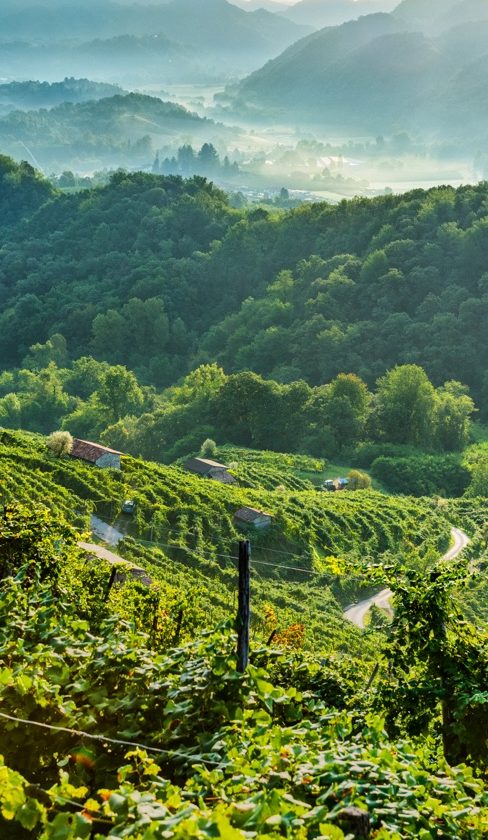 Unesco le Colline del Prosecco di Conegliano Valdobbiadene verso la valorizzazione