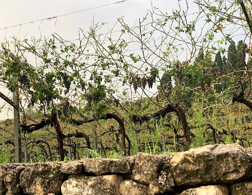 Grandine e vento sulla Valpolicella il Consorzio Poteva essere il disastro piu totale