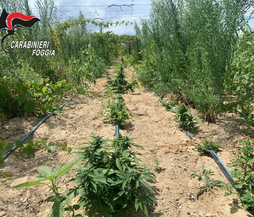 Piantagione di cannabis in un vigneto abbandonato arrestato 49enne 1