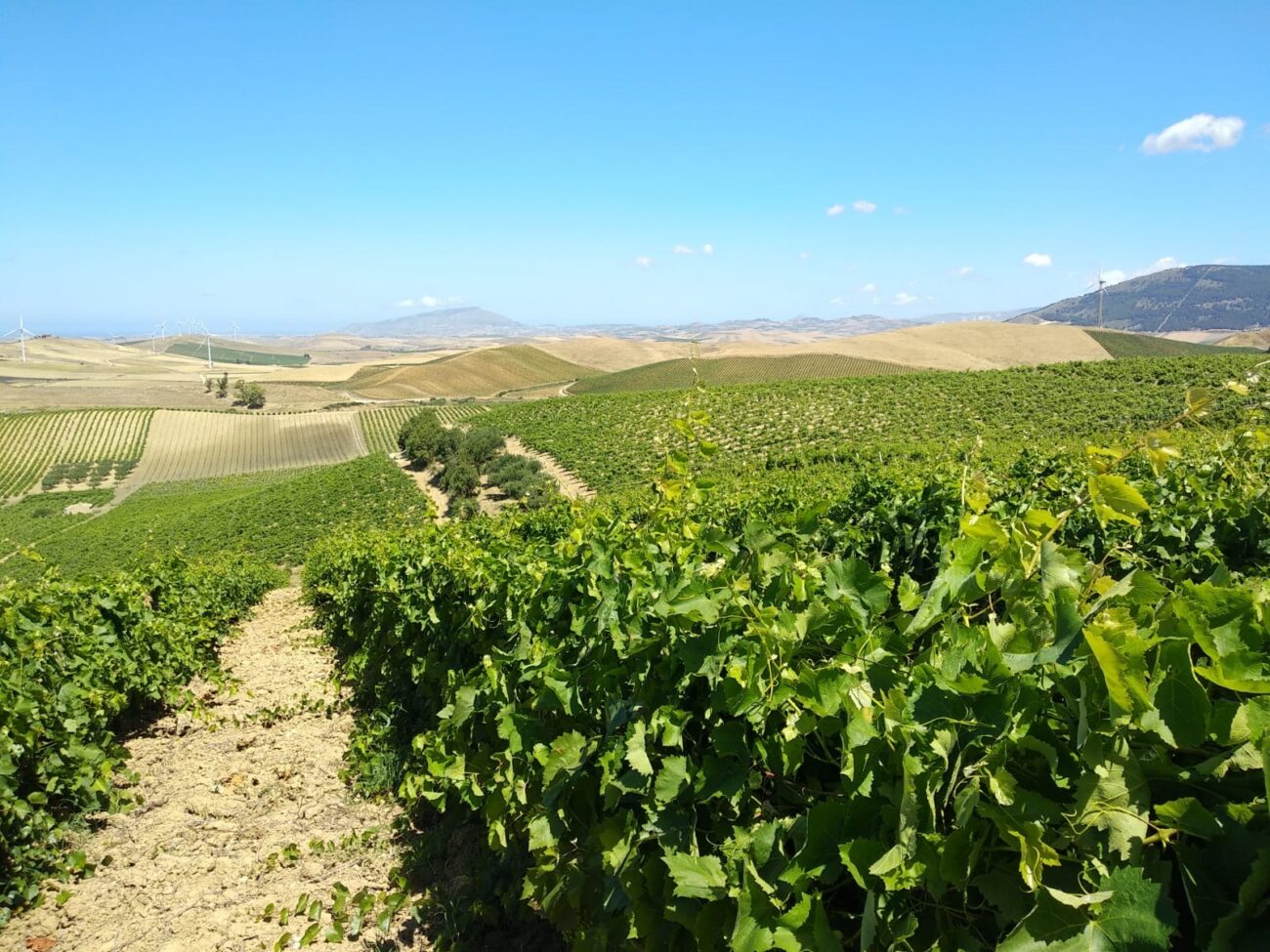 Studio UniCredit-Nomisma: Sicilia al top in Italia per i vini di qualità 
