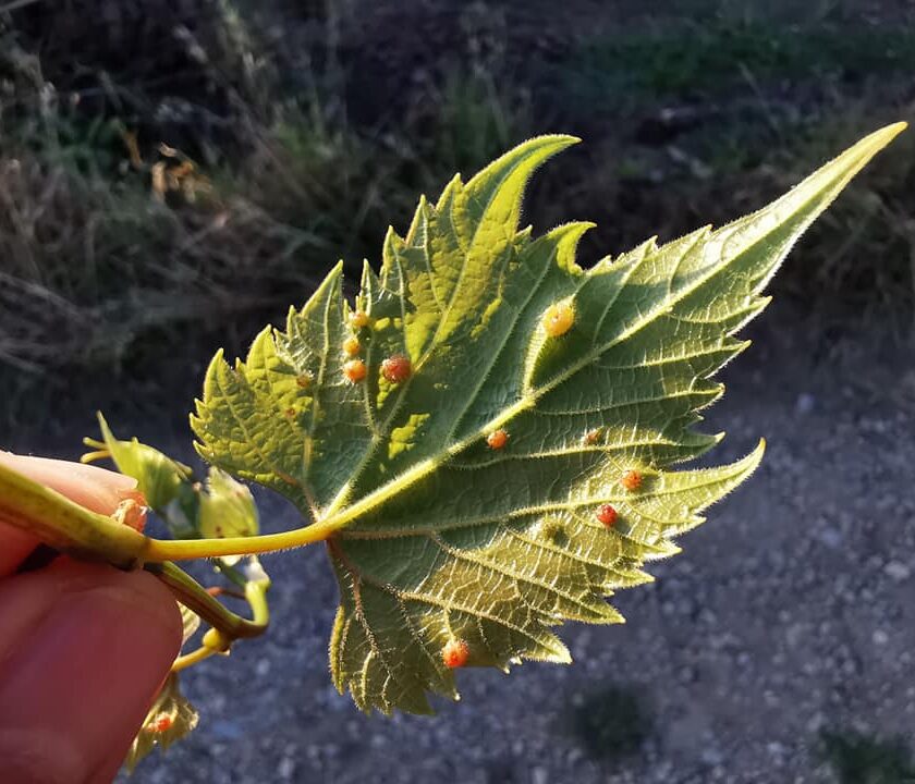 La Fillossera della vite e tornata complotto dei vivaisti. Tutta la verita dai ricercatori del Crea Ve di Conegliano 1