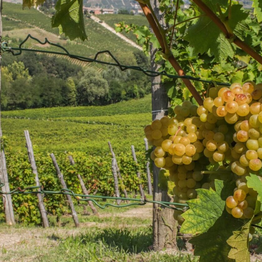 Rivoluzionato il disciplinare dellAsti Spumante Docg nuove tipologie e piu vigna