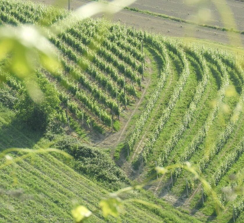 Consorzi di Tutela Vini in Italia funzioni ruoli e responsabilita su Dop e Igp