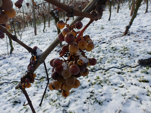 Eiswein vendemmia 2020 precoce per i Vini di ghiaccio in Germania cose un icewine