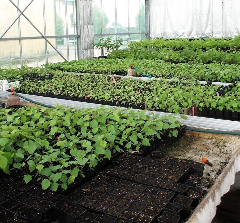 Glera resistente Prosecco sostenibile prende forma