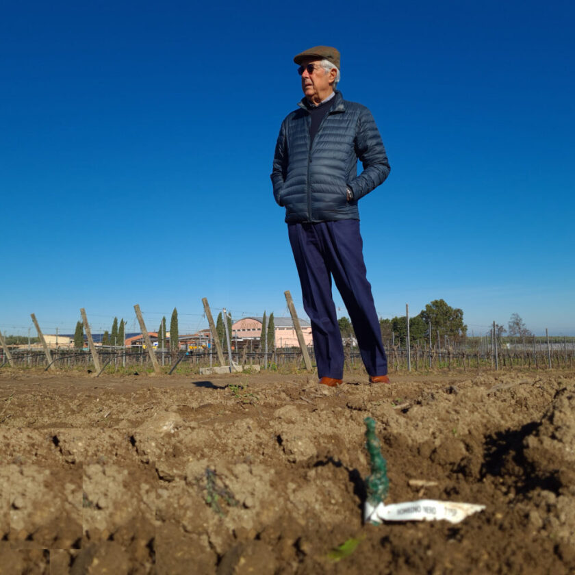Puglia rubate 35 mila barbatelle a Cantina Rivera