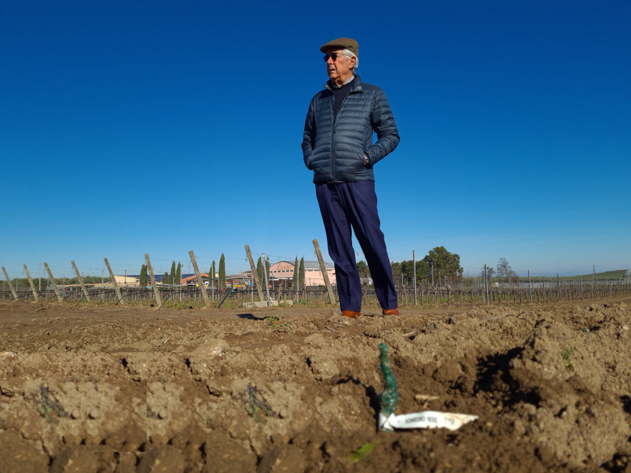 Puglia rubate 35 mila barbatelle a Cantina Rivera