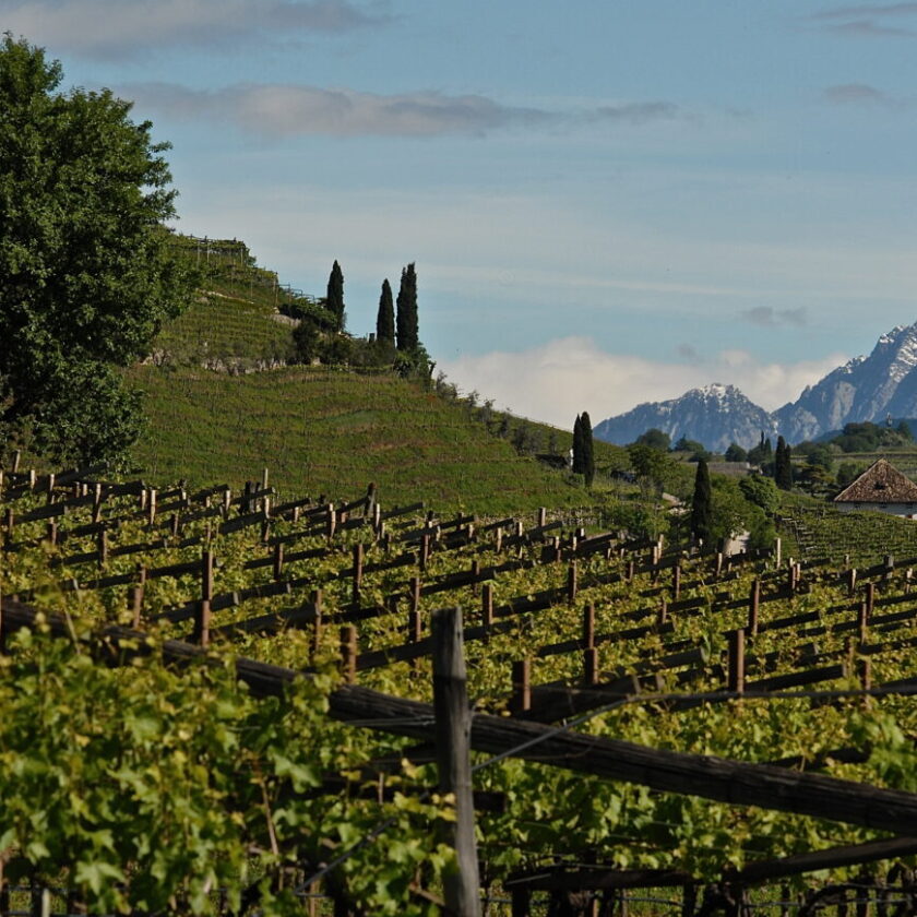 Alois Lageder retromarcia sulla Doc Alto Adige i vini saranno Vigneti delle Dolomiti