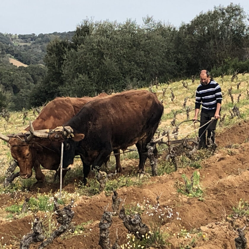 I Moratti in Sardegna con Bentu Luna solo vecchie vigne tra Barigadu e Mandrolisai