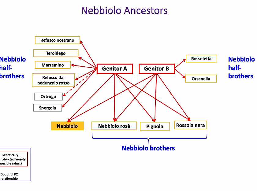 Tutto quello sappiamo per ora sul Nebbiolo e1614967196114