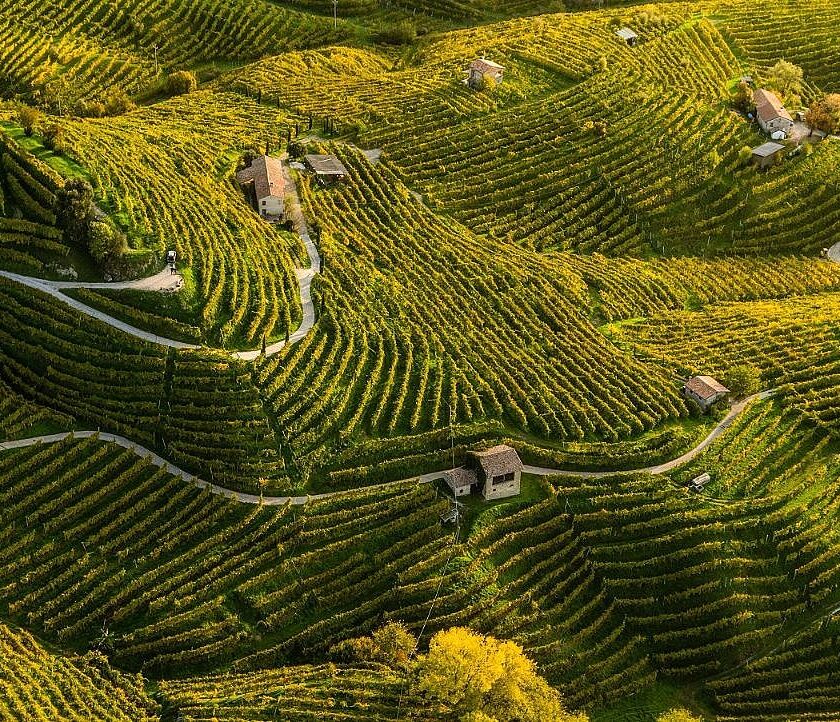 Il grido allarme di Fivi Consorzi del vino in mano a pochi grandi gruppi e coop