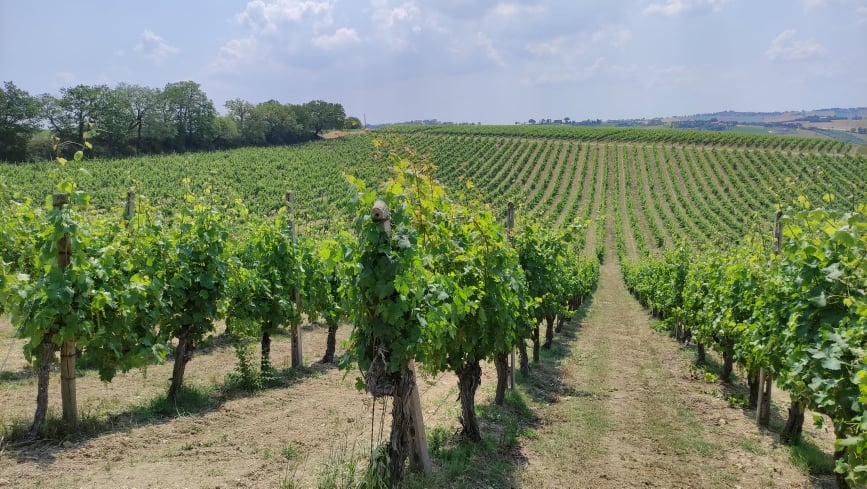 Il Passatempo di Conti degli Azzoni: voce del verbo Montepulciano nelle Marche Il vigneto del Marche Igt Montepulciano Passatempo di Conti degli Azzoni