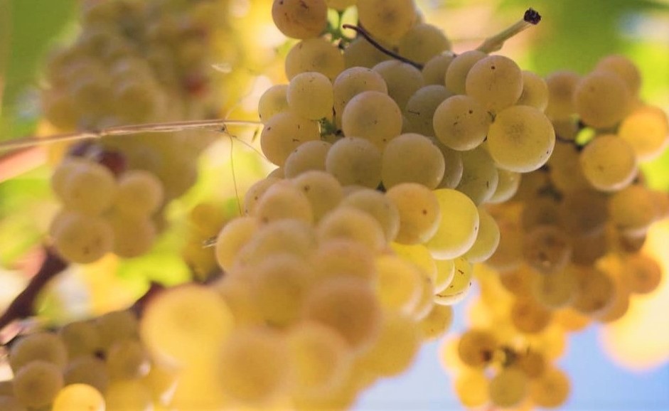 Ribona Riserva: nuova tipologia nelle Marche dal 2022. L'annuncio dell'Istituto marchigiano tutela vini