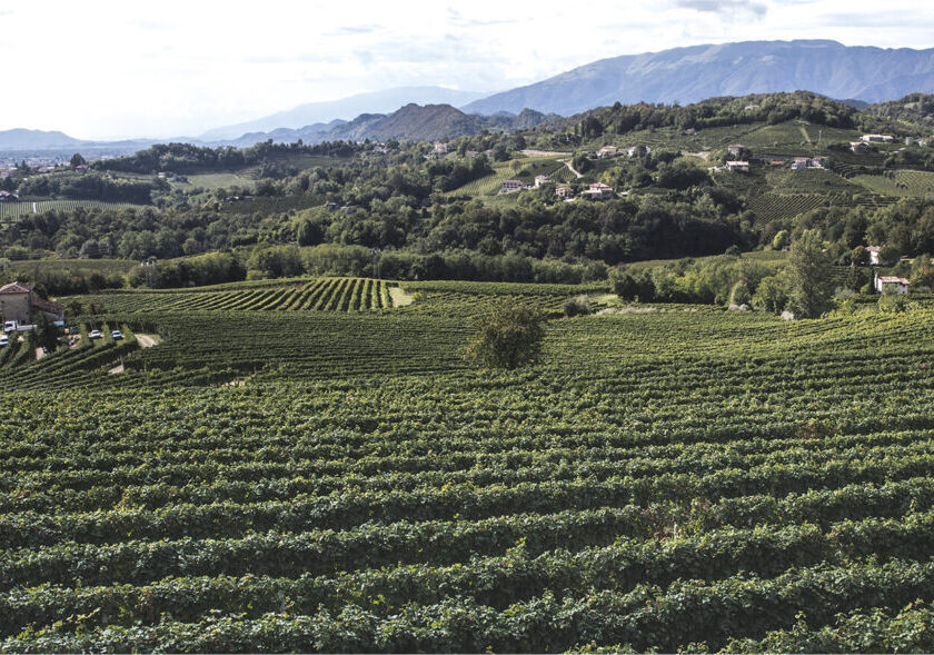 Schenk Italian Wineries bilancio 2020 a gonfie vele grazie alla diversificazione di canale