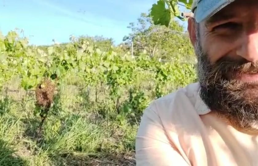 Sempre piu api e arnie in vigna ma come si comincia Lesempio di Fosso degli Angeli 1