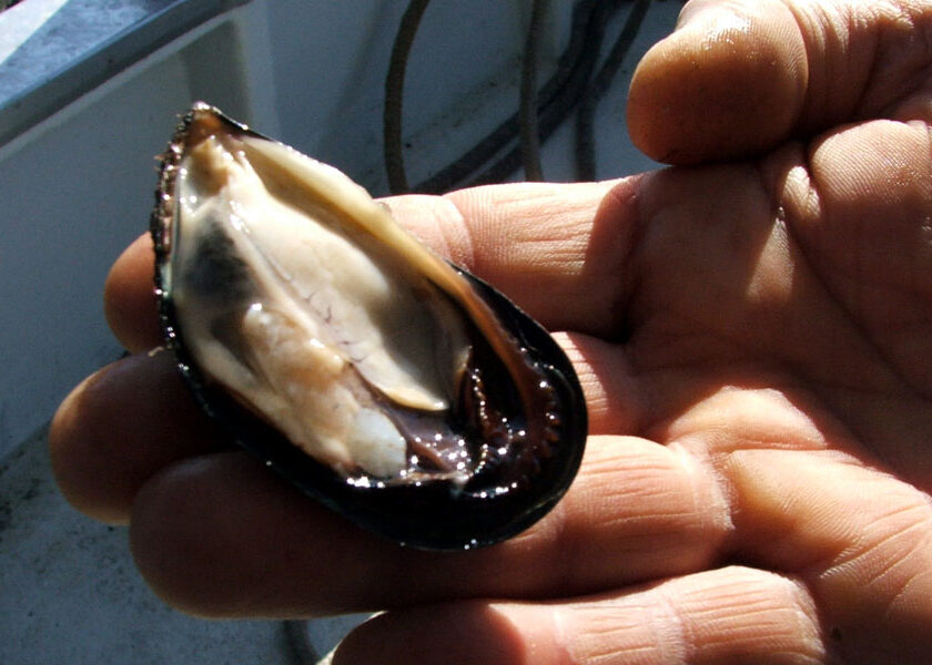 Sequestrate 2 tonnellate di mitili in un centro ittico Sorrento