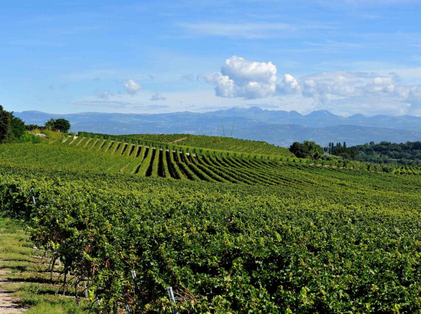 Tra le vigne del Custoza visite e degustazioni per i 50 anni della Doc