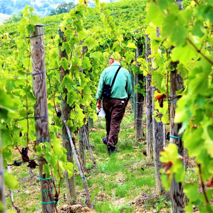 Iscrizione alla Fivi via libera allacquisto di uve per il 30 da parte dei vignaioli