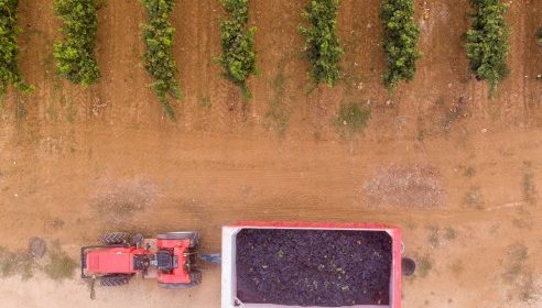 Esercito in vigna in Puglia contro la mafia del vino e dell uva