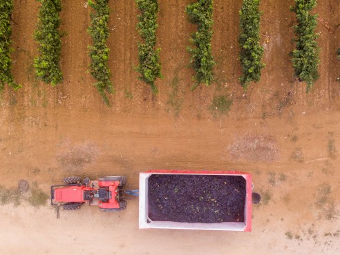 Esercito in vigna in Puglia, contro la mafia del vino e dell'uva