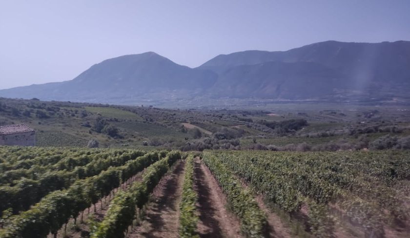 Janare La Guardiense la Falanghina del Sannio di Cotarella sfida il tempo vigneti