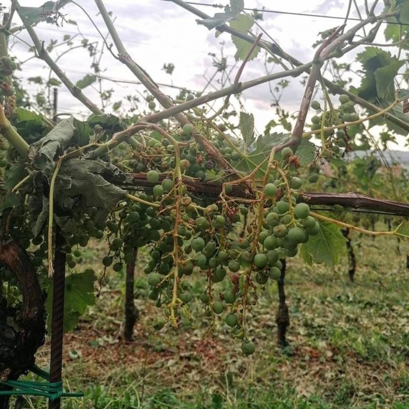 Maltempo grandine sui vigneti del Nord Italia colpito Oltrepo pavese Valtellina e Brescia 1