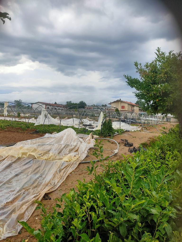 Maltempo, grandine sui vigneti del Nord Italia: colpito Oltrepò pavese, Valtellina, Brescia e Bergamo