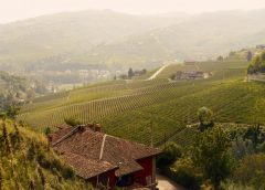 Disciplinare certificazione nazionale sostenibilità filiera vitivinicola