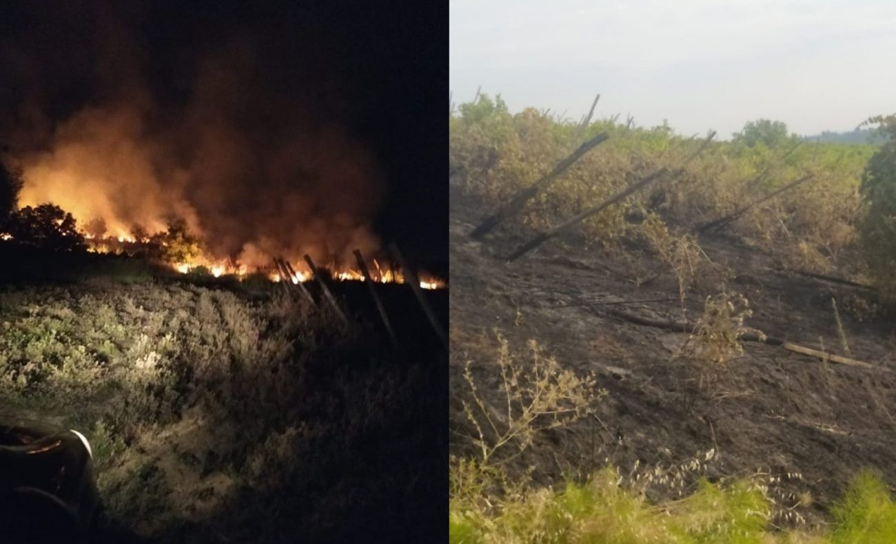 Incendi a fuoco un vigneto in Oltrepo pavese paura per il vignaiolo Giorgio Perego