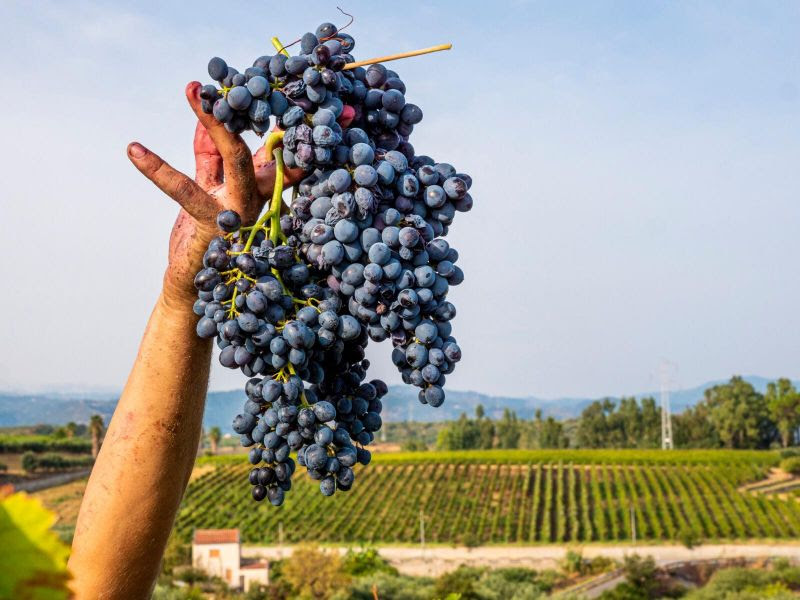 Sicilia bene i dati della vendemmia 2020