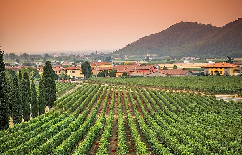 Vendemmia 2021 al via in Franciacorta il punto della situazione con il Consorzio di Tutela