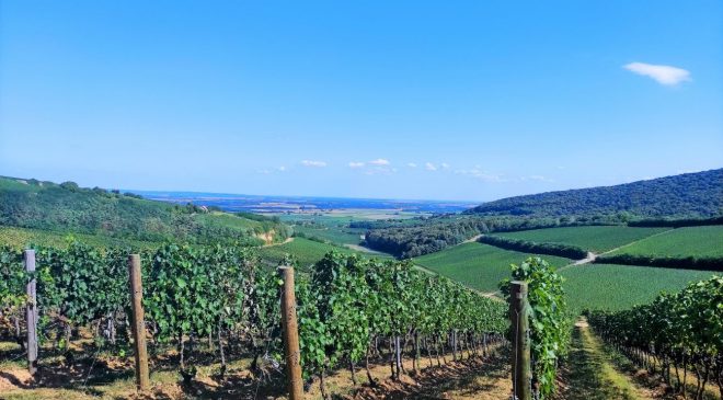 Villany Baranja ed Erdut la Terra del vino che unisce Ungheria e Croazia 38