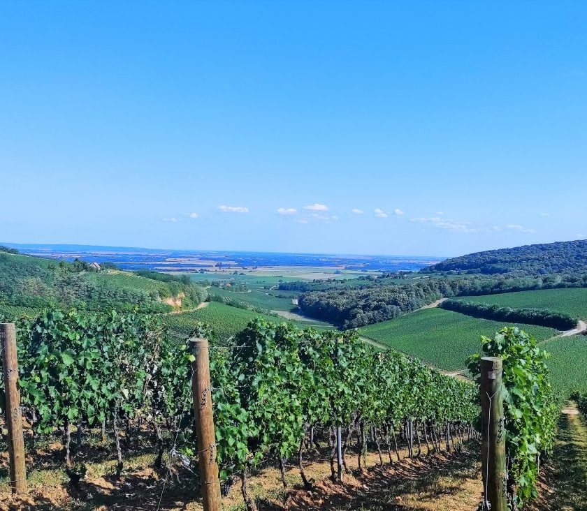 Villany Baranja ed Erdut la Terra del vino che unisce Ungheria e Croazia 38