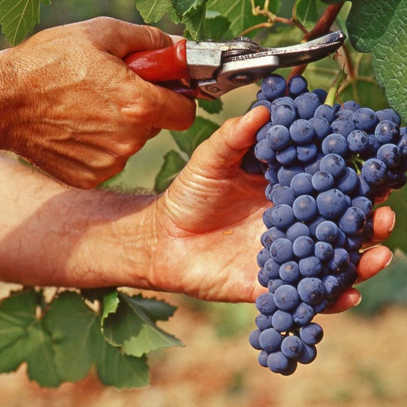 Al via Cantine Aperte in Vendemmia