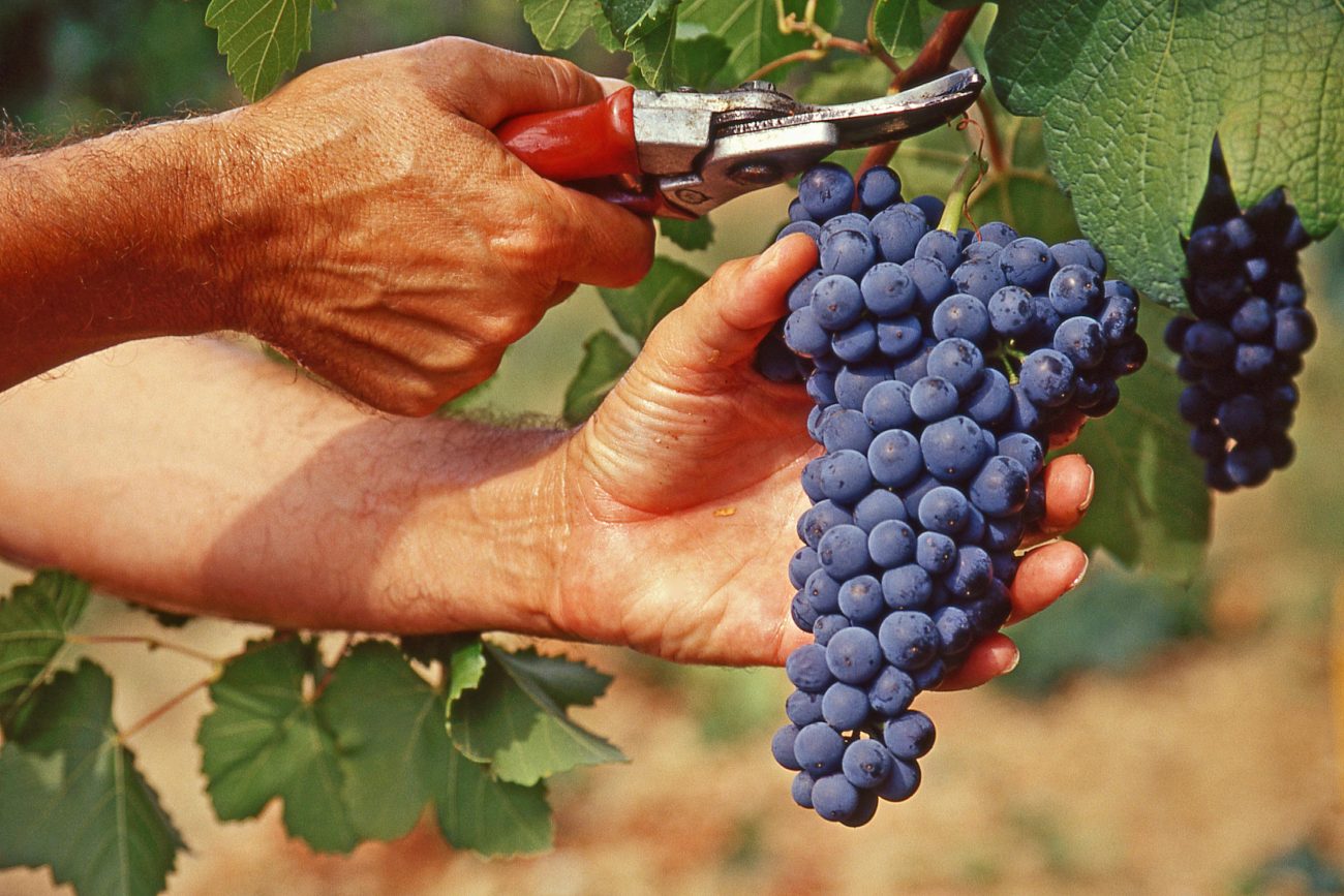 Al via Cantine Aperte in Vendemmia Al via Cantine Aperte in Vendemmia